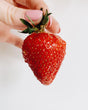 Fresh Yogurt Smoothies - Strawberry
